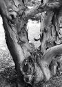 A tree