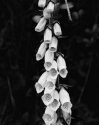 White Foxglove