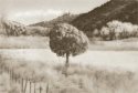 Tree In Valley
