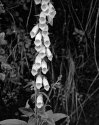 White foxglove