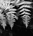 Pteridium aquilinum