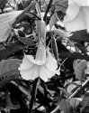 Angel´s Trumpet