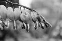 Bleeding Hearts