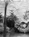 Tree fern, Botanical Garden