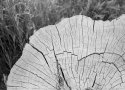 Stump - GX680