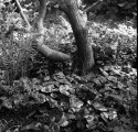 Ginger and rhododendron