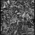 Frozen leaves