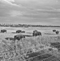 Daniels Ridge Bison