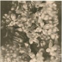 Lilac Lith