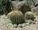 spiky