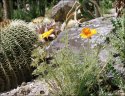 Yellow horned poppy