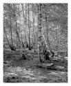 Birches