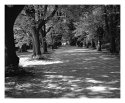 Lime tree parkway