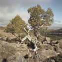 Pencil Pine (Athrotaxis cupressoides)