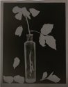 Yellow rose photogram