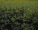 Pond