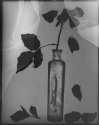 Positive of negative photogram.