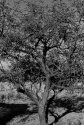 Mesquite-1