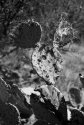 Mickey Mouse Cactus-1