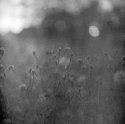 Backlit Stems