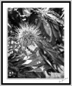 Neil's-Photography163