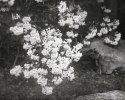 Dry Plate: Mountain Laurel