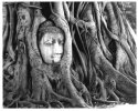 Banyan Buddha