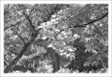 foliage - I