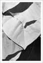 foliage - II