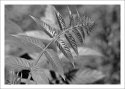 foliage - III