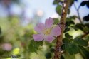 Thorny
