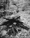 201706_AT_mushroom_in_fallen_tree