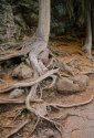 Struggling Roots