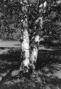 PS17 Birch