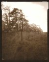 Easement