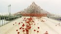 Poppy Wave