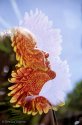 Flower Head