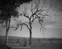 Family Plot