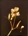 Sweet-Pea