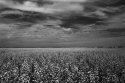 Fields of Canola