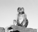 Gibraltar 2017 (1) Barbary Ape