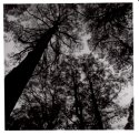 Mountain Ash