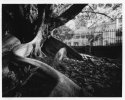 Fig Tree Pinhole