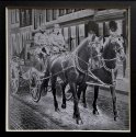horses in Dordrecht-1 solarisation