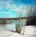 Reeds On The Shore