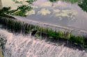 River Colne 03