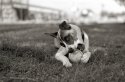 Dog Days