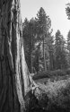 Cedars