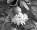 Fp4rodinal005-1