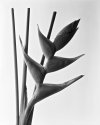 Heliconia bihai